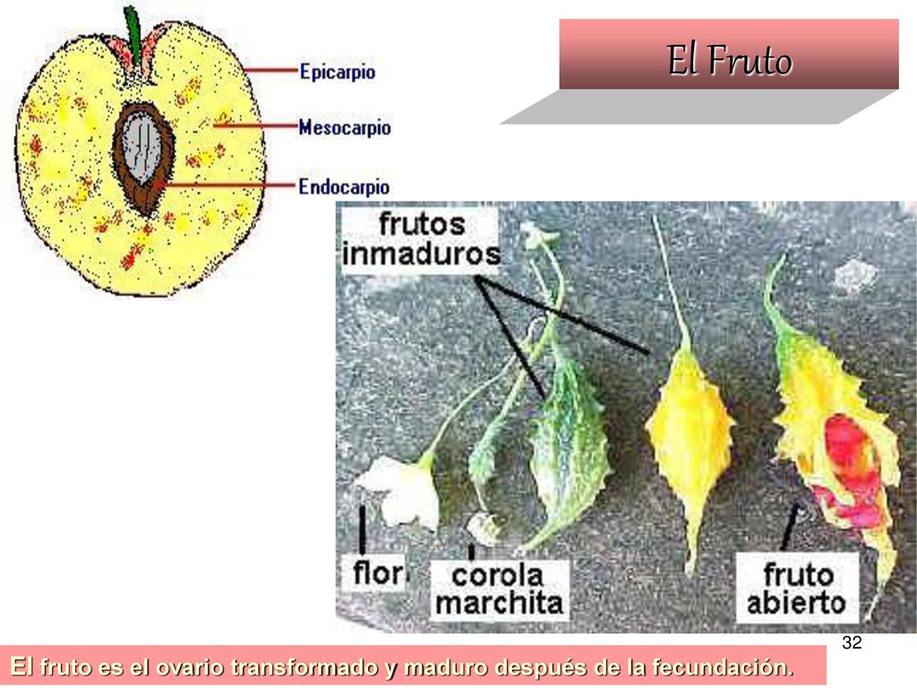 El Fruto El fruto es el ovario transformado y maduro después de la fecundación.