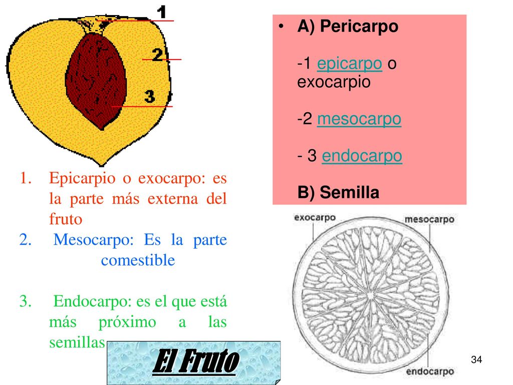 A) Pericarpo -1 epicarpo o exocarpio -2 mesocarpo - 3 endocarpo B) Semilla