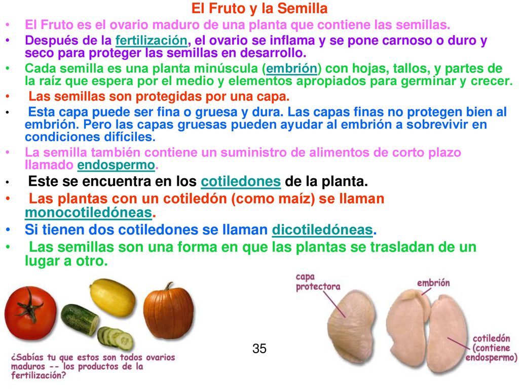 Las plantas con un cotiledón (como maíz) se llaman monocotiledóneas.