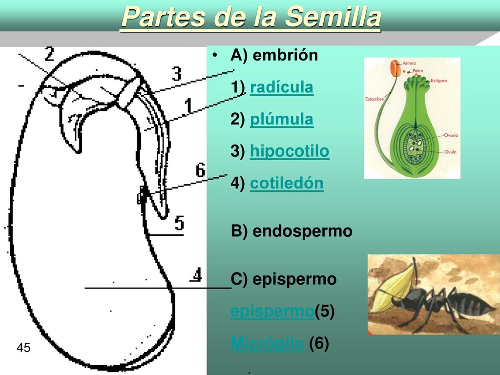 Partes de la Semilla A) embrión 1) radícula 2) plúmula 3) hipocotilo 4) cotiledón B) endospermo C) epispermo epispermo(5) Micrópilo (6)