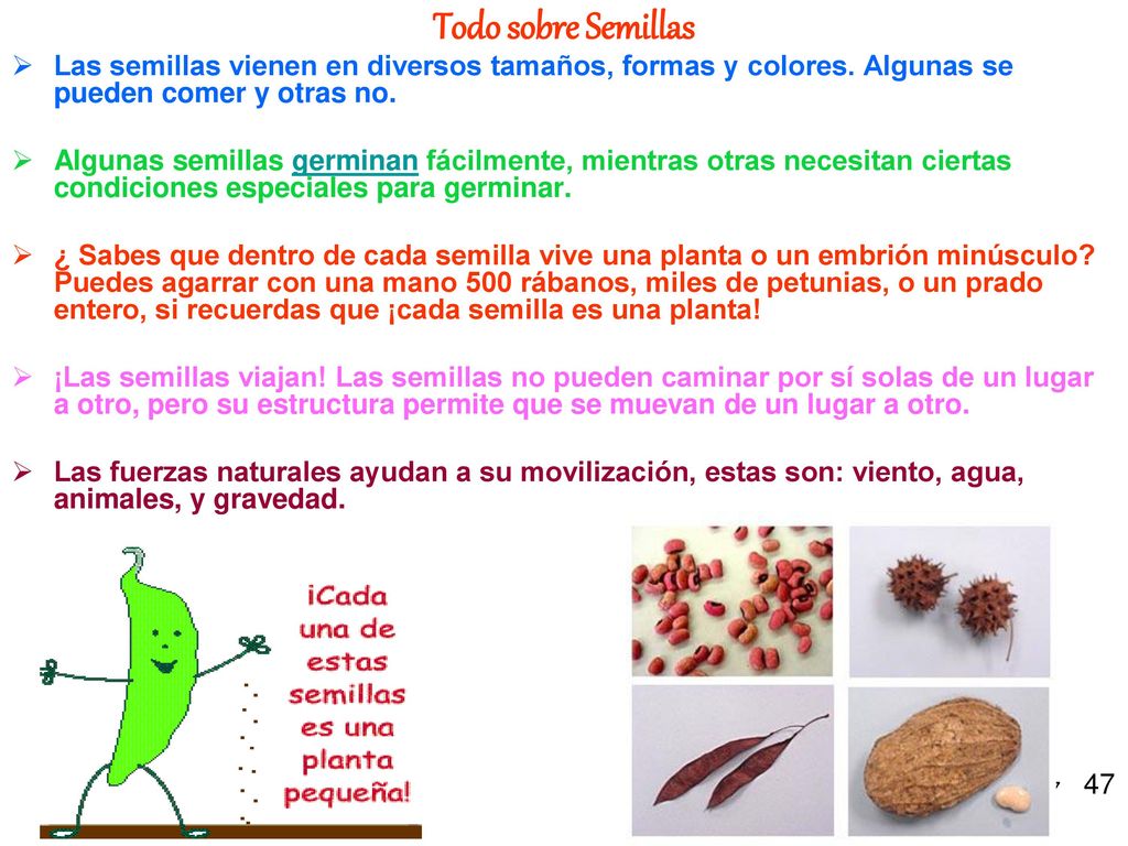 Todo sobre Semillas Las semillas vienen en diversos tamaños, formas y colores. Algunas se pueden comer y otras no.