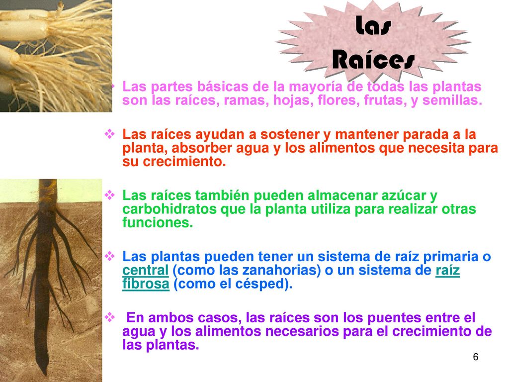 Las Raíces Las partes básicas de la mayoría de todas las plantas son las raíces, ramas, hojas, flores, frutas, y semillas.