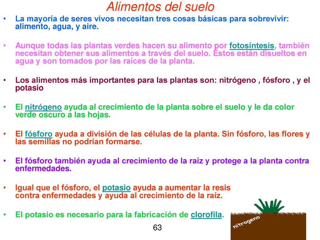 Alimentos del suelo La mayoría de seres vivos necesitan tres cosas básicas para sobrevivir: alimento, agua, y aire.