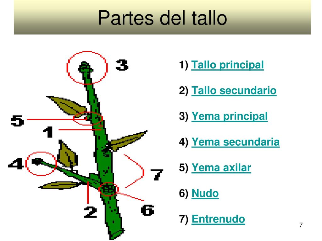 Partes del tallo 1) Tallo principal 2) Tallo secundario 3) Yema principal 4) Yema secundaria 5) Yema axilar 6) Nudo 7) Entrenudo.
