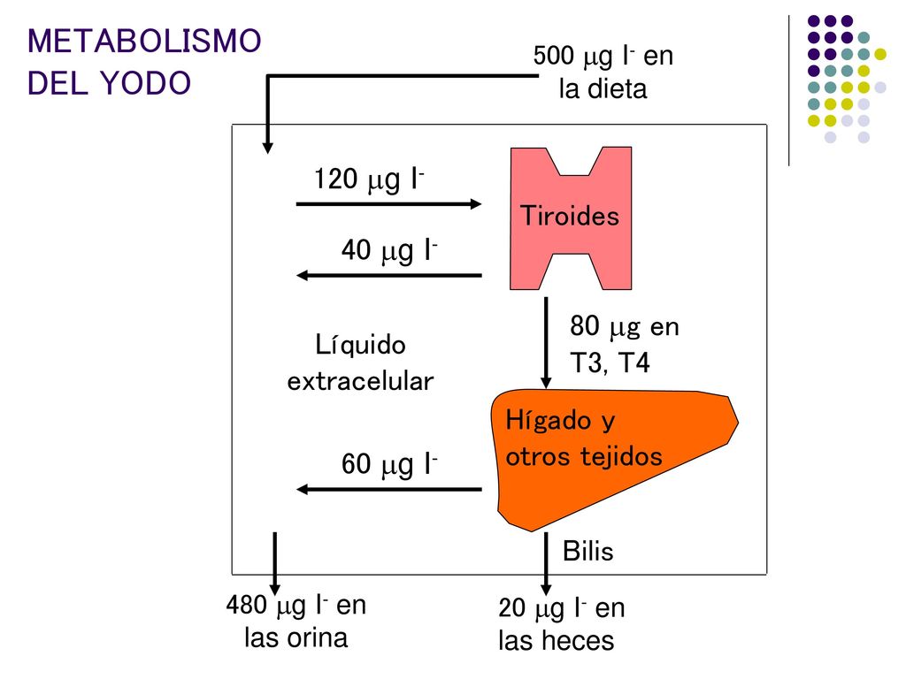 METABOLISMO DEL YODO 120 g I- Tiroides 40 g I- 80 g en