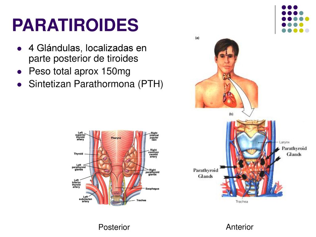PARATIROIDES 4 Glándulas, localizadas en parte posterior de tiroides