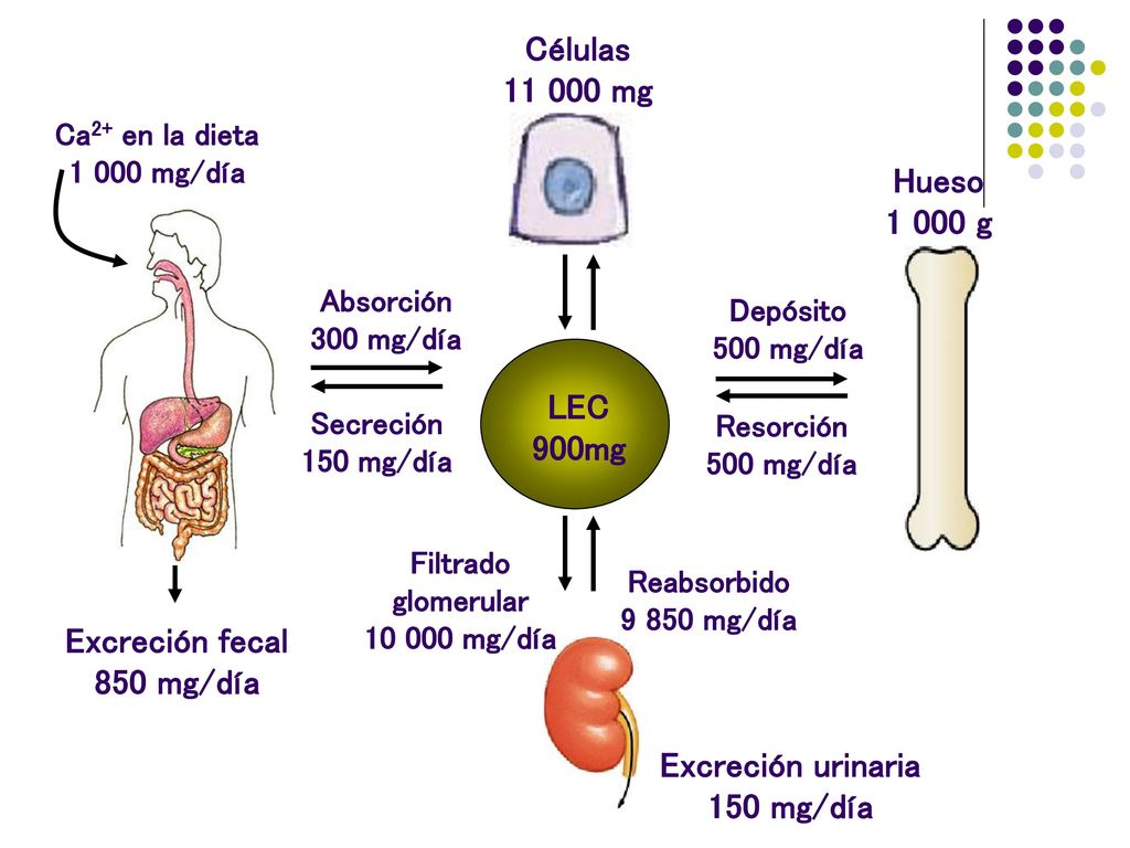 Células mg Hueso g LEC 900mg Excreción fecal 850 mg/día