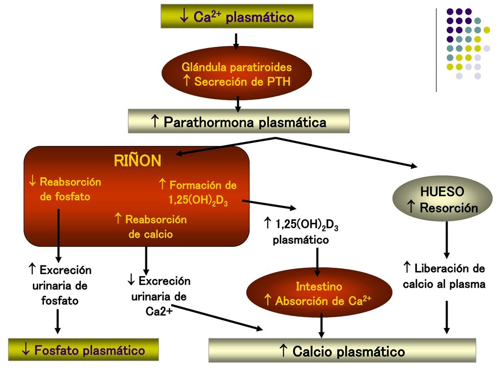 RIÑON  Ca2+ plasmático  Parathormona plasmática HUESO  Resorción