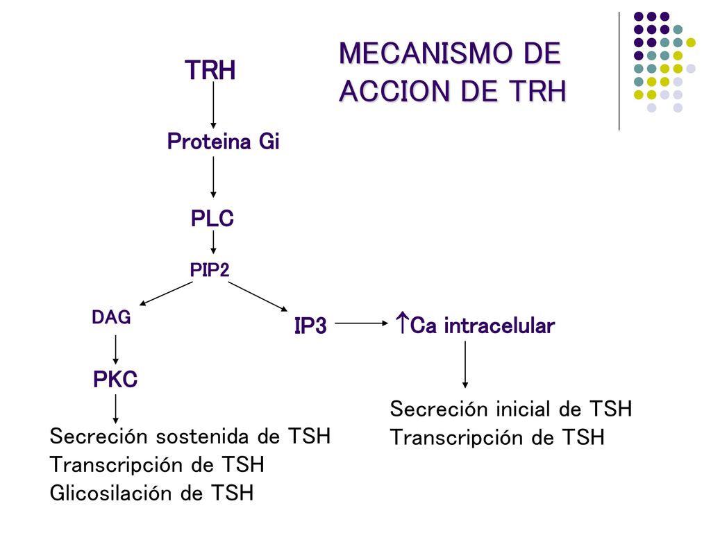 MECANISMO DE ACCION DE TRH TRH Proteina Gi PLC IP3 Ca intracelular