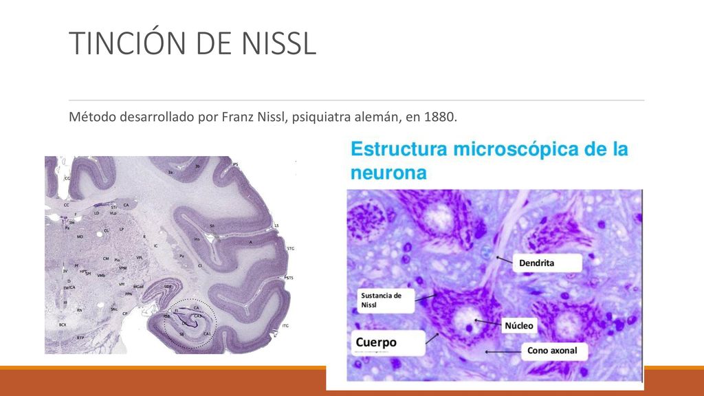 TINCIÓN DE NISSL Método desarrollado por Franz Nissl, psiquiatra alemán, en 1880.