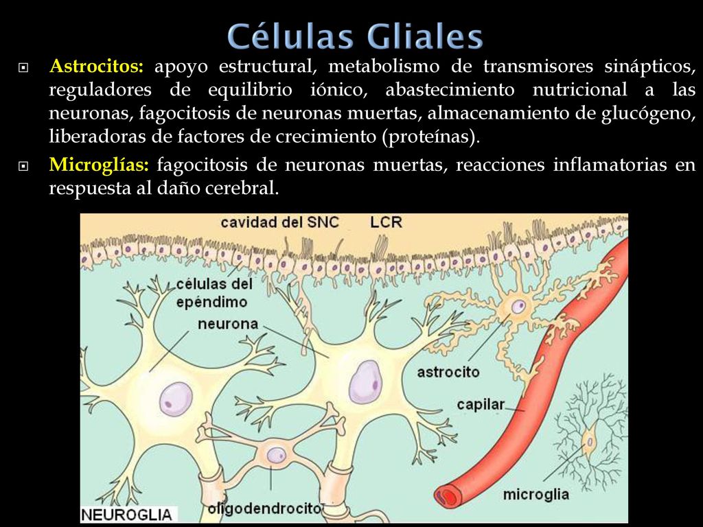 Astrocitos: apoyo estructural, metabolismo de transmisores sinápticos, reguladores de equilibrio iónico, abastecimiento nutricional a las neuronas, fagocitosis de neuronas muertas, almacenamiento de glucógeno, liberadoras de factores de crecimiento (proteínas).