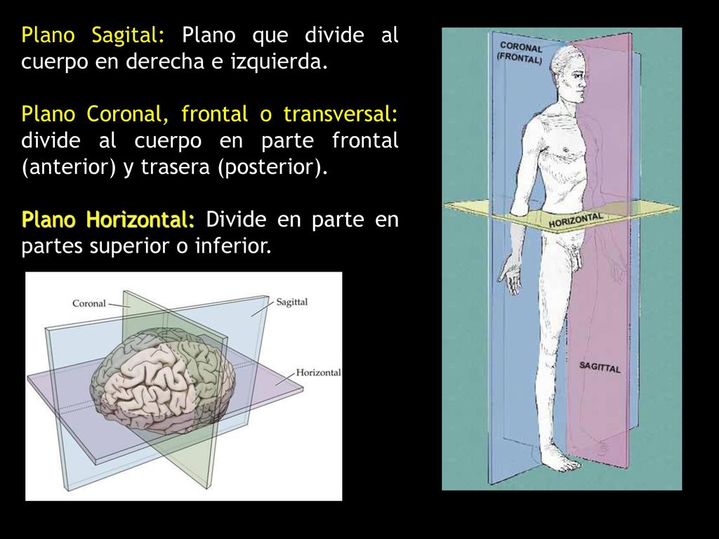 Plano Sagital: Plano que divide al cuerpo en derecha e izquierda.