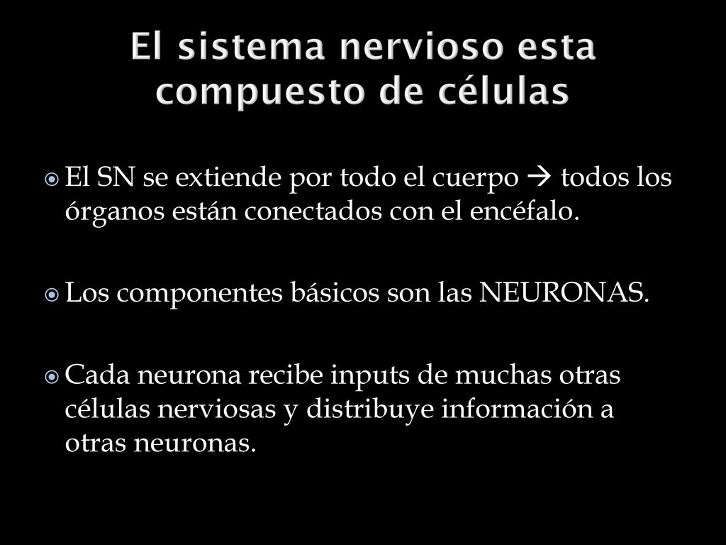 El SN se extiende por todo el cuerpo  todos los órganos están conectados con el encéfalo.