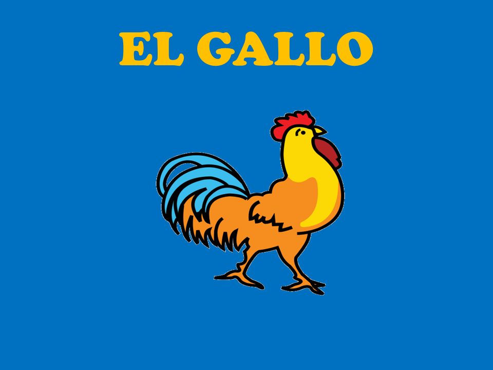 EL GALLO