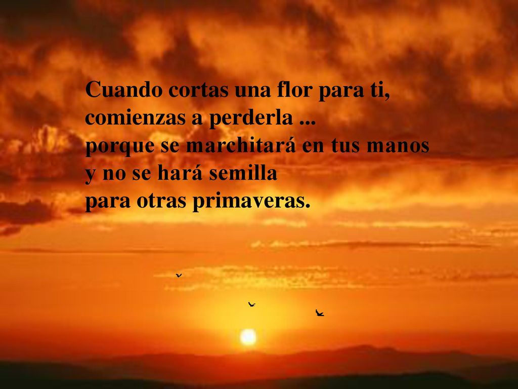 Cuando cortas una flor para ti, comienzas a perderla