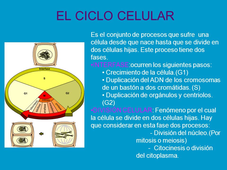 EL CICLO CELULAR