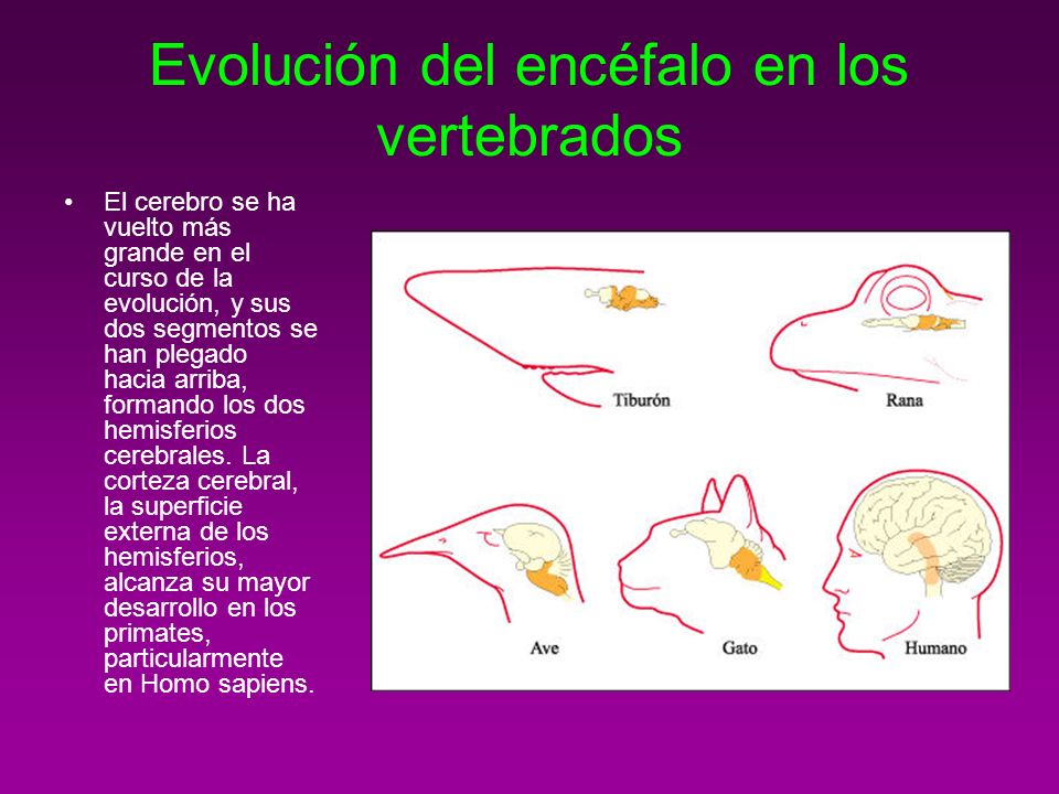 Evolución del encéfalo en los vertebrados
