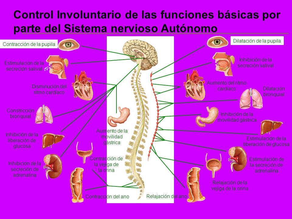 Control Involuntario de las funciones básicas por parte del Sistema nervioso Autónomo