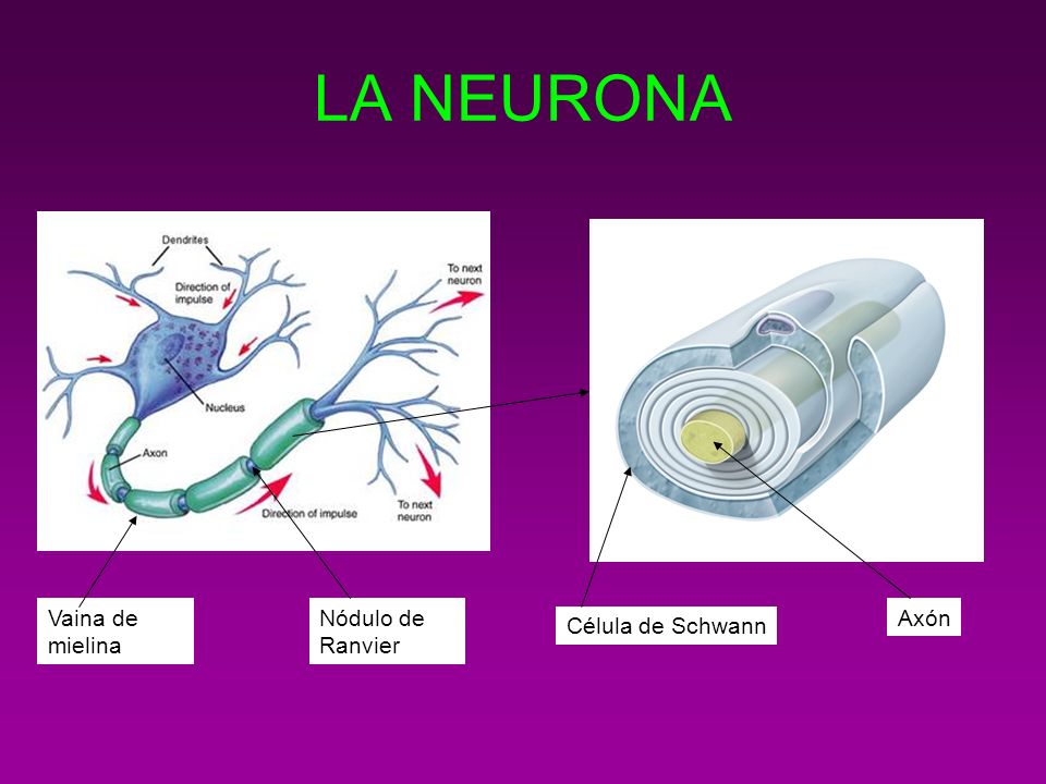 LA NEURONA Vaina de mielina Nódulo de Ranvier Axón Célula de Schwann