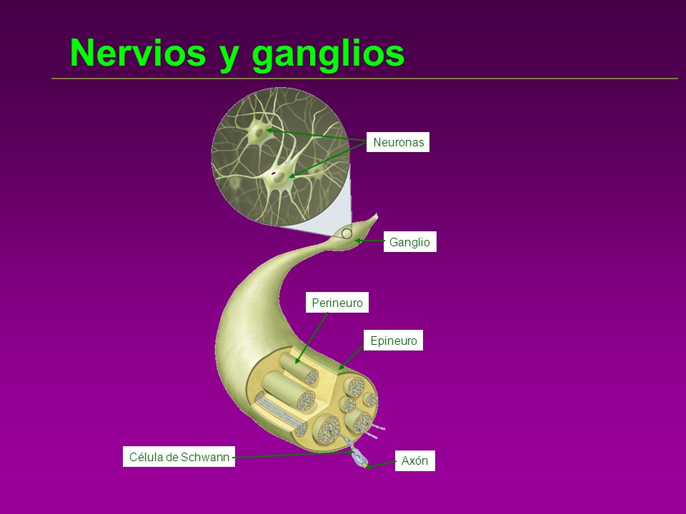 Nervios y ganglios Neuronas Ganglio Perineuro Epineuro