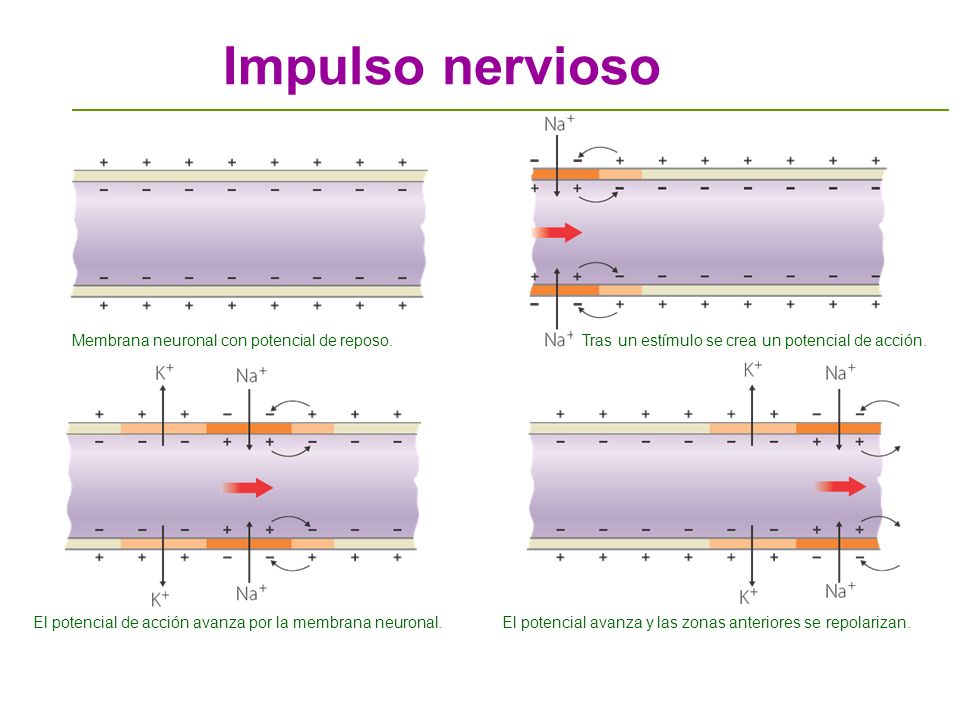 Impulso nervioso Membrana neuronal con potencial de reposo.