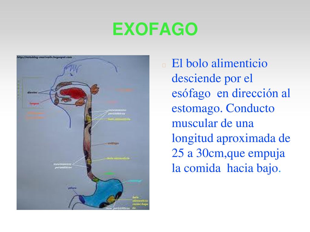 EL APARATO DIGESTIVO INDICE 1-BOCA 2-FARINGE 3-ESOFAGO 4-ESTOMAGO - ppt  descargar