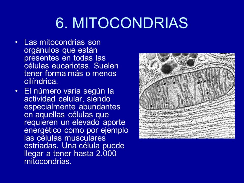 6. MITOCONDRIAS Las mitocondrias son orgánulos que están presentes en todas las células eucariotas. Suelen tener forma más o menos cilíndrica.