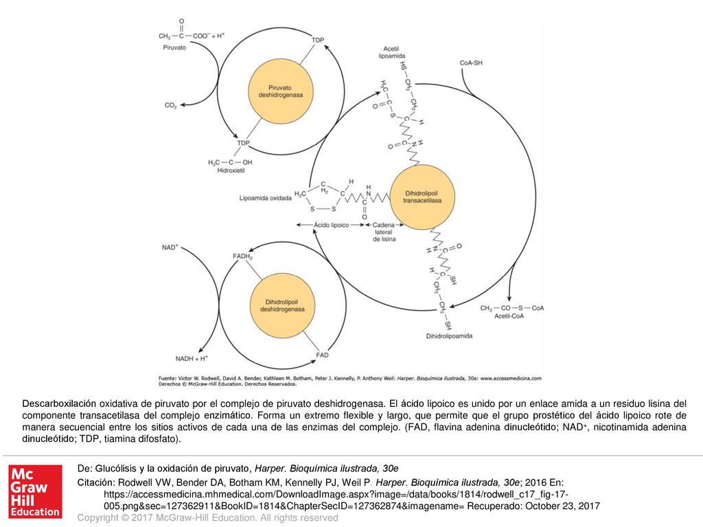 Descarboxilación oxidativa de piruvato por el complejo de piruvato deshidrogenasa. El ácido lipoico es unido por un enlace amida a un residuo lisina del componente transacetilasa del complejo enzimático. Forma un extremo flexible y largo, que permite que el grupo prostético del ácido lipoico rote de manera secuencial entre los sitios activos de cada una de las enzimas del complejo. (FAD, flavina adenina dinucleótido; NAD+, nicotinamida adenina dinucleótido; TDP, tiamina difosfato).