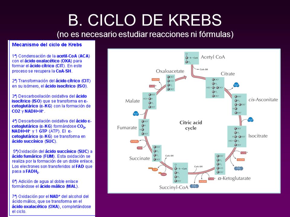 B. CICLO DE KREBS (no es necesario estudiar reacciones ni fórmulas)