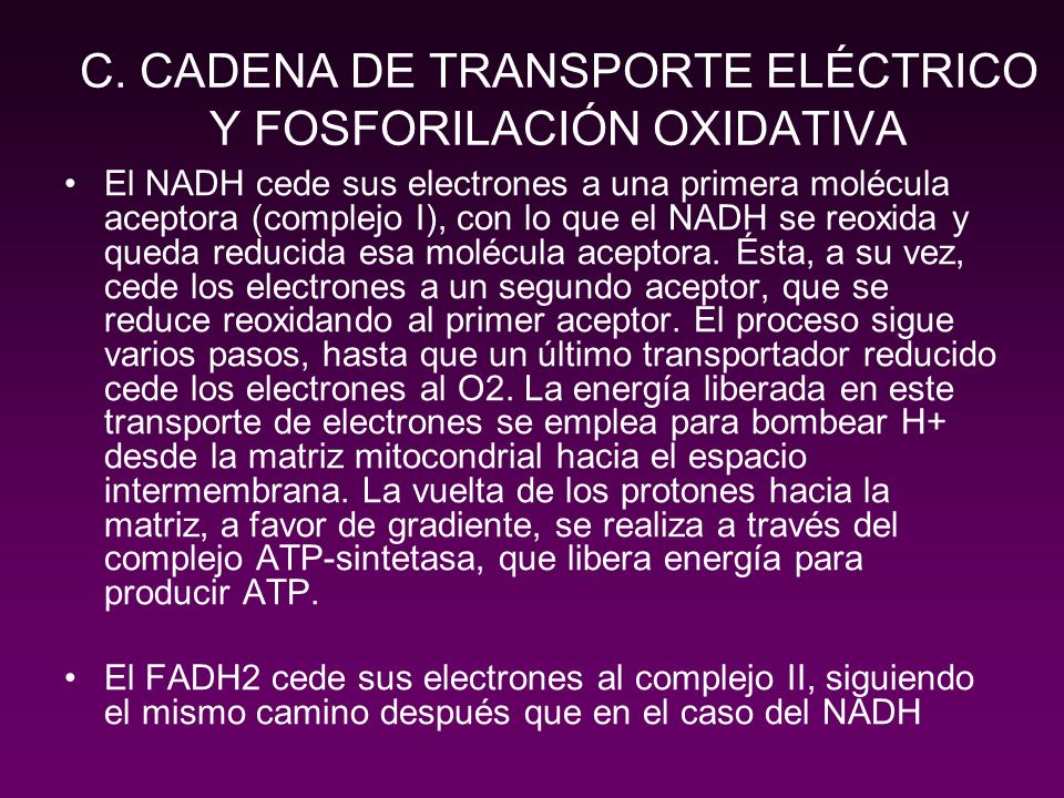 C. CADENA DE TRANSPORTE ELÉCTRICO Y FOSFORILACIÓN OXIDATIVA