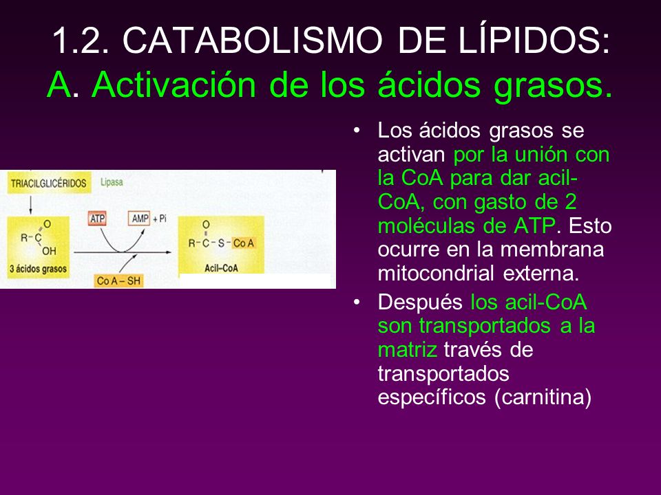 1.2. CATABOLISMO DE LÍPIDOS: A. Activación de los ácidos grasos.