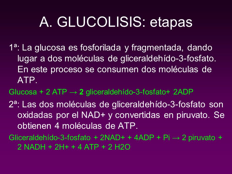 A. GLUCOLISIS: etapas