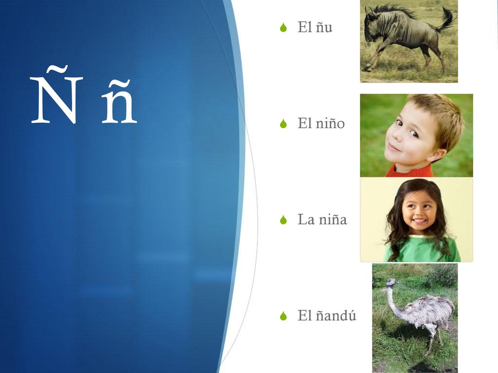 El ñu El niño La niña El ñandú Ñ ñ