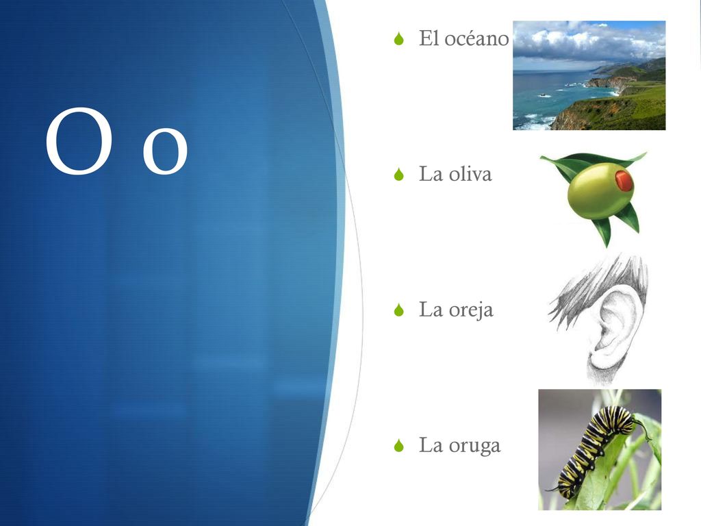 El océano La oliva La oreja La oruga O o