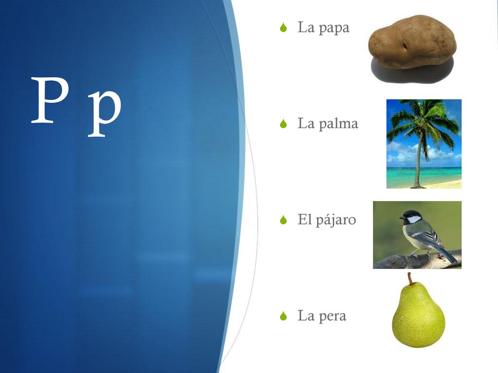 La papa La palma El pájaro La pera P p