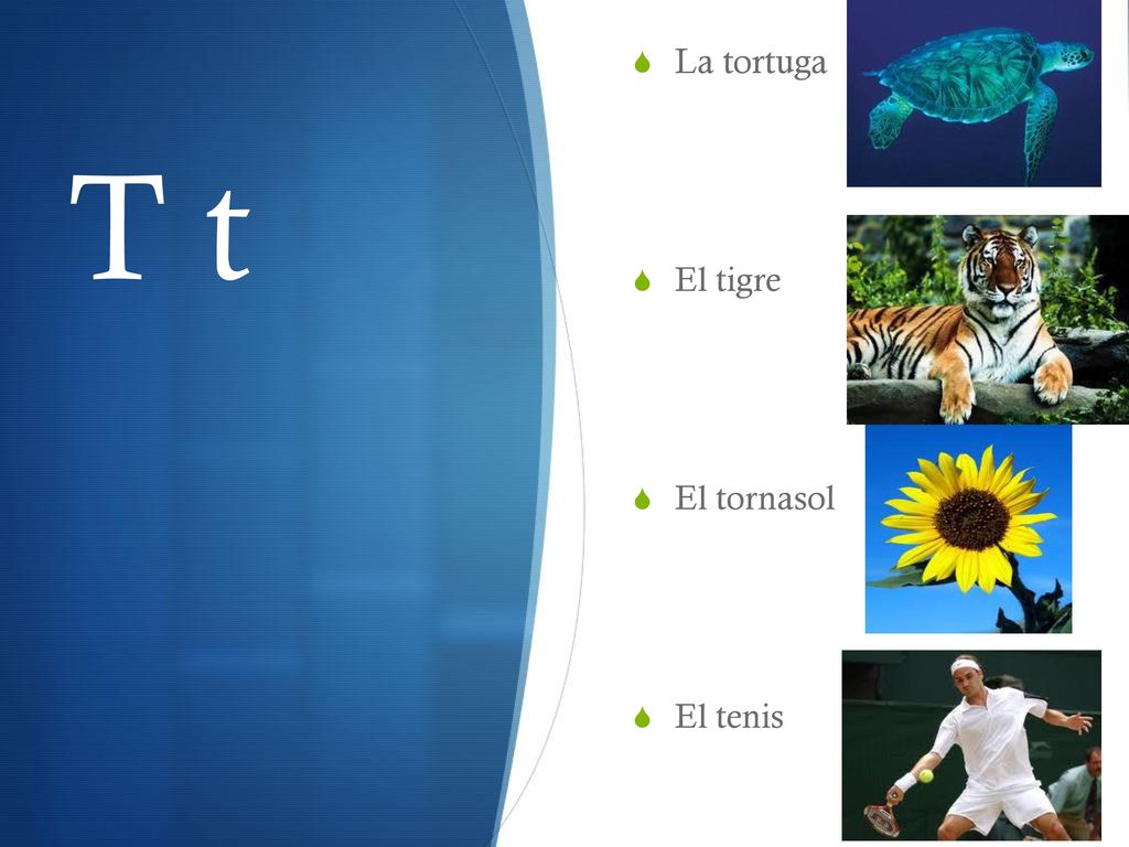 La tortuga El tigre El tornasol El tenis T t