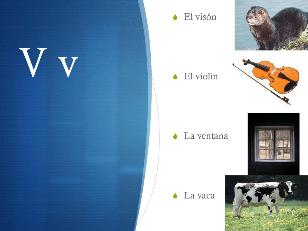 El visón El violín La ventana La vaca V v