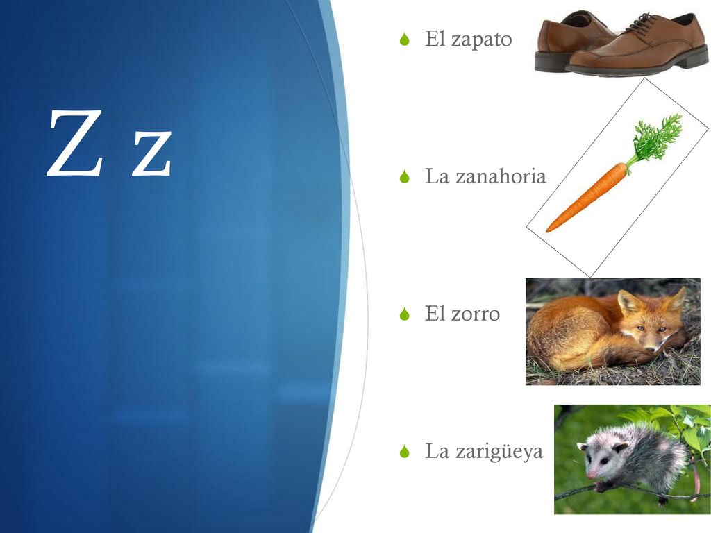 El zapato La zanahoria El zorro La zarigüeya Z z