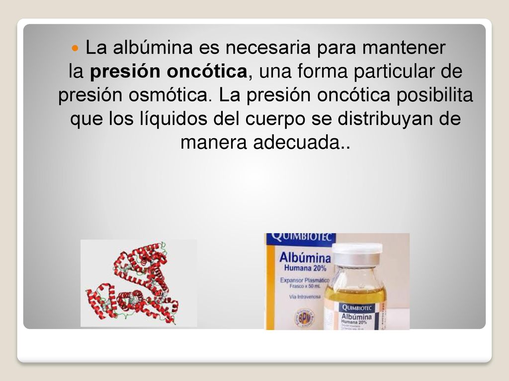 La albúmina es necesaria para mantener la presión oncótica, una forma particular de presión osmótica.