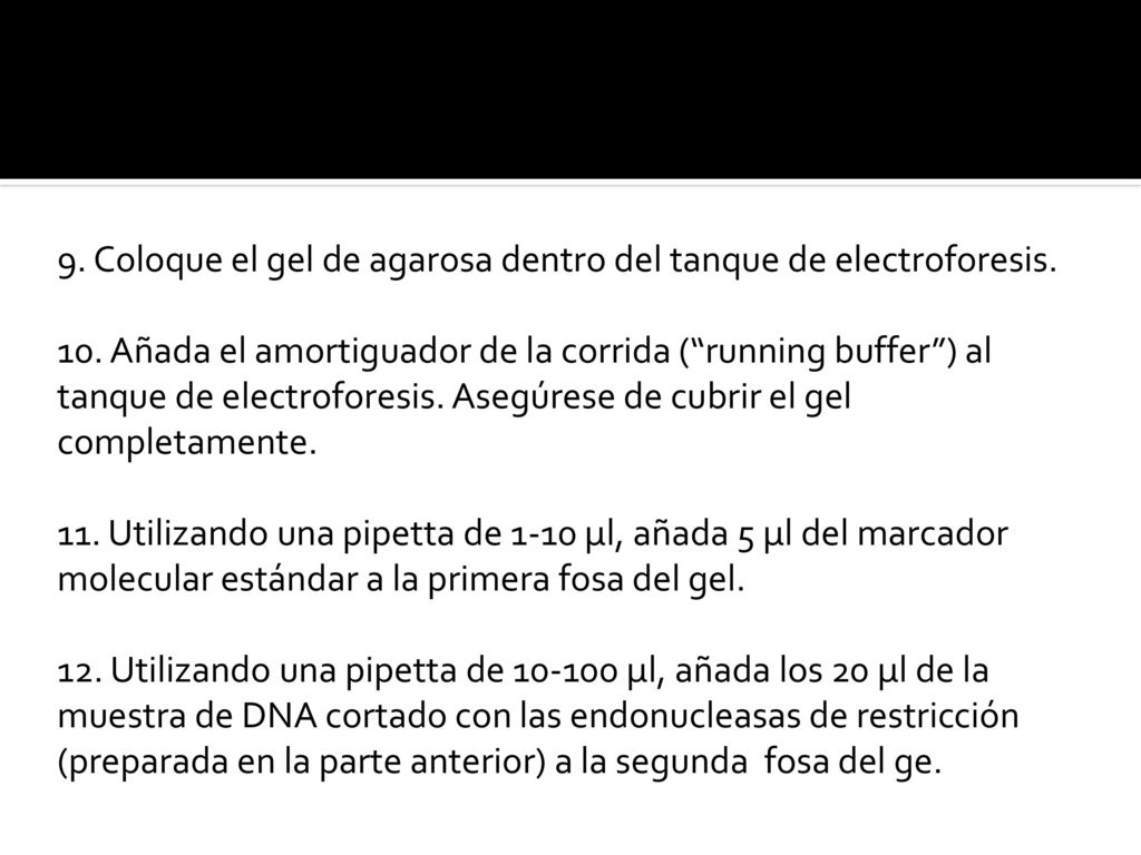 9. Coloque el gel de agarosa dentro del tanque de electroforesis.