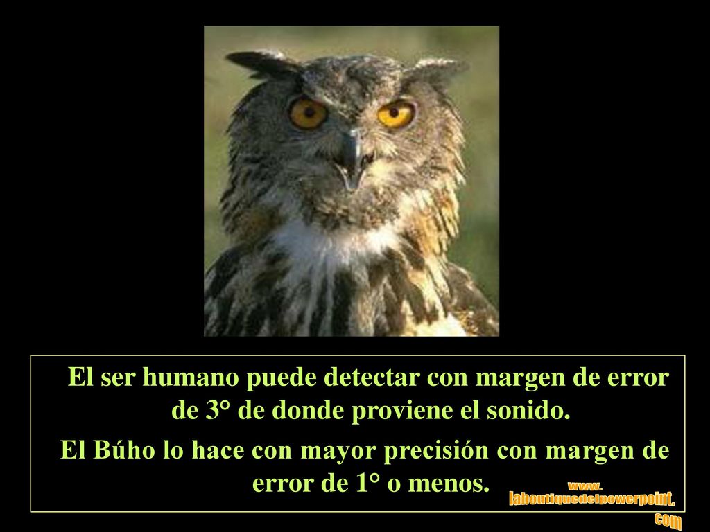 El Búho lo hace con mayor precisión con margen de error de 1° o menos.