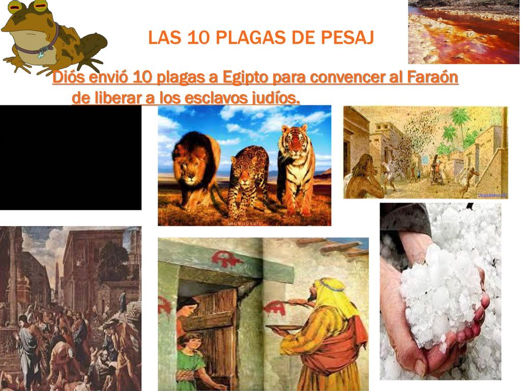 Las 10 plagas de pesaj Diós envió 10 plagas a Egipto para convencer al Faraón de liberar a los esclavos judíos.