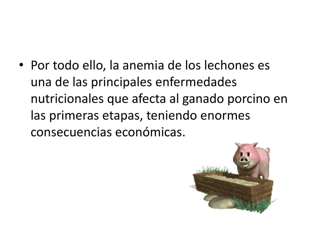 Por todo ello, la anemia de los lechones es una de las principales enfermedades nutricionales que afecta al ganado porcino en las primeras etapas, teniendo enormes consecuencias económicas.
