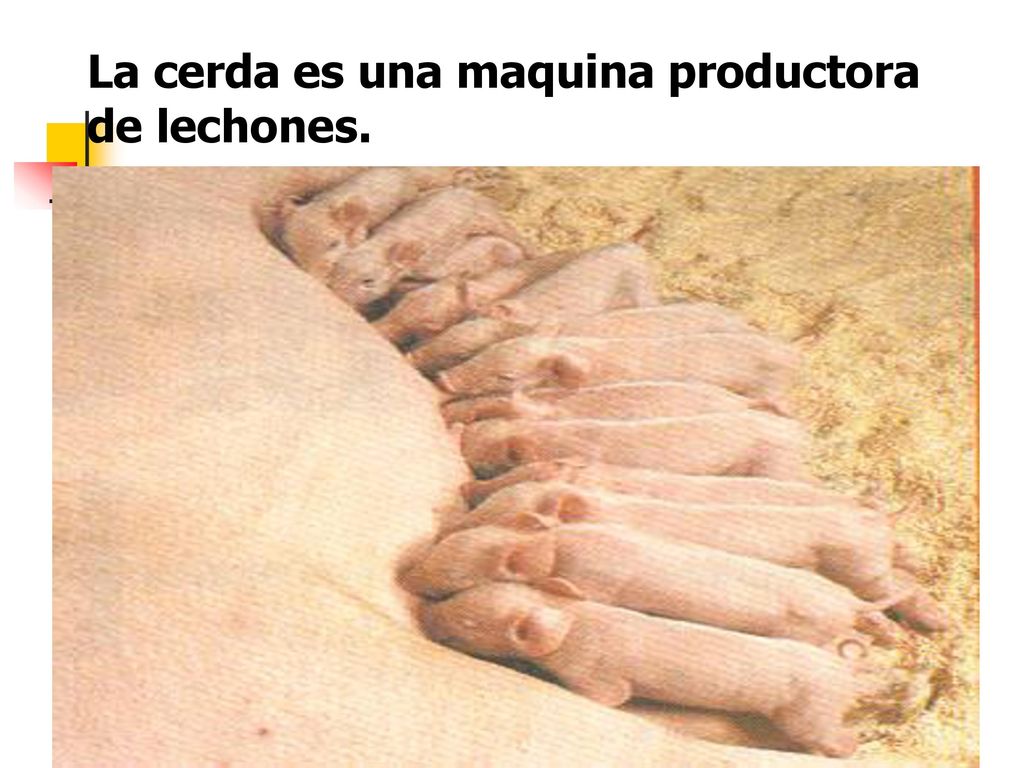 La cerda es una maquina productora de lechones.