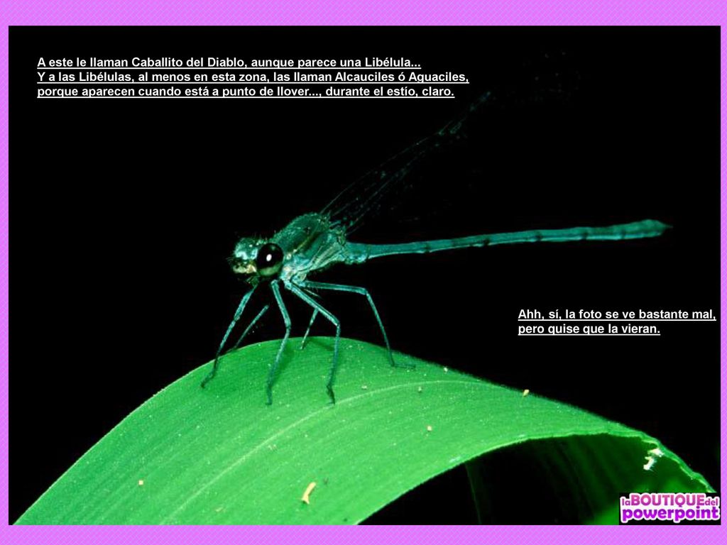 A este le llaman Caballito del Diablo, aunque parece una Libélula...