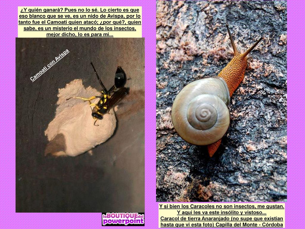 ¿Y quién ganará Pues no lo sé. Lo cierto es que