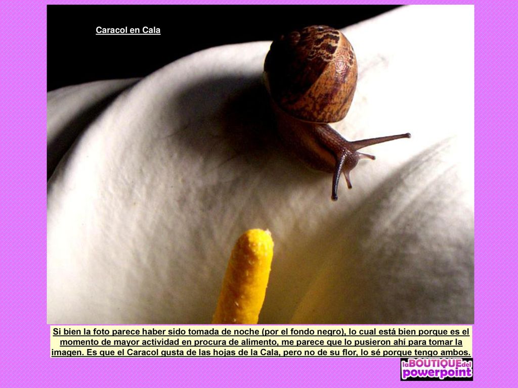 Caracol en Cala Si bien la foto parece haber sido tomada de noche (por el fondo negro), lo cual está bien porque es el.