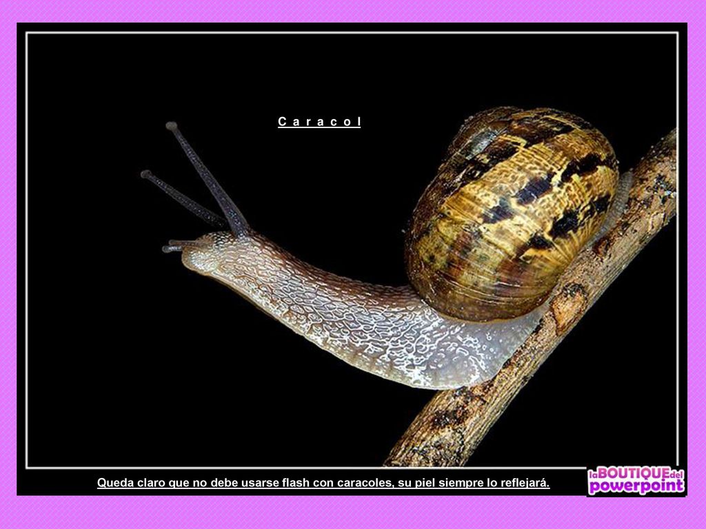 C a r a c o l Queda claro que no debe usarse flash con caracoles, su piel siempre lo reflejará.
