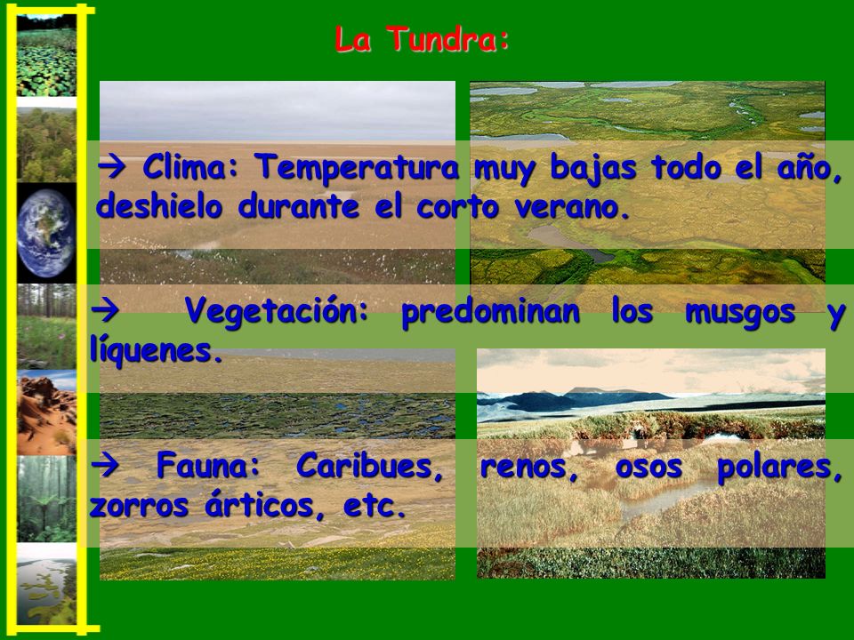 La Tundra:  Clima: Temperatura muy bajas todo el año, deshielo durante el corto verano.  Vegetación: predominan los musgos y líquenes.