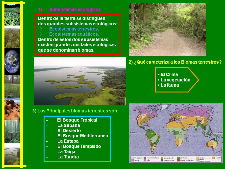 2) ¿Qué caracteriza a los Biomas terrestres